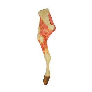 modello anatomico arti inferiori