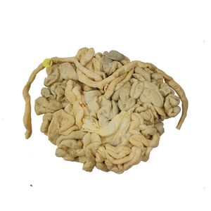 modello anatomico intestino crasso 1