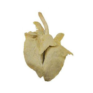 modello anatomico di polmone 1