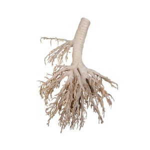 modello anatomico bronchiale 1
