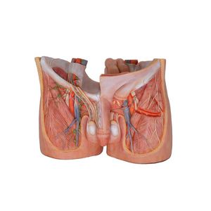 modello anatomico pelvico 1