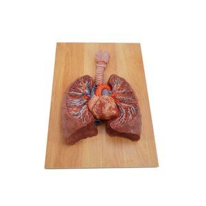 modello anatomico di polmone 1