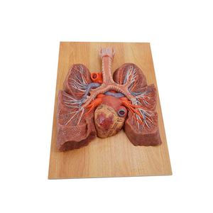 modello anatomico di polmone 1
