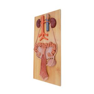 modello anatomico di apparato urinario
