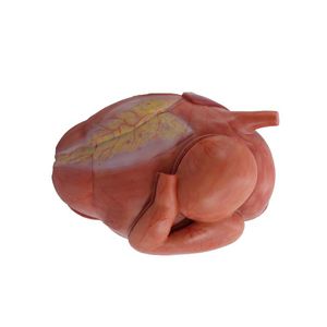 modello anatomico di stomaco