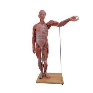 modello anatomico di corpo intero 1
