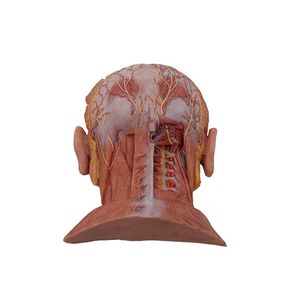 modello anatomico di testa 1