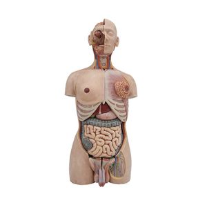 modello anatomico tronco 1