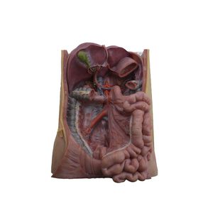 modello anatomico di arteria mesenterica