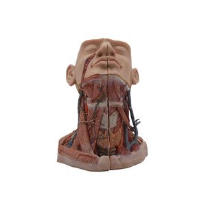 modello anatomico di testa 1