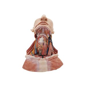 modello anatomico di testa 1