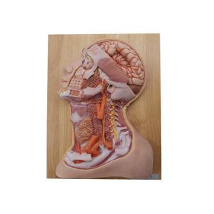 modello anatomico di testa 1