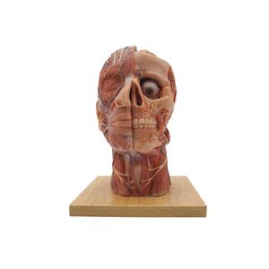 modello anatomico di testa 1