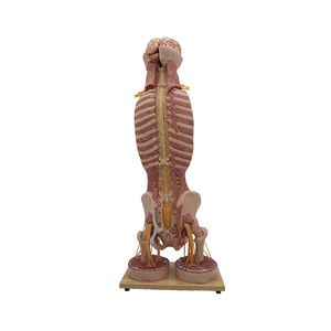 modello anatomico di midollo spinale 1
