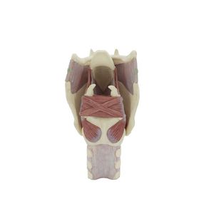 modello anatomico di laringe 1