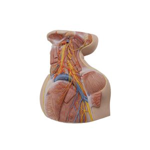 modello anatomico di collo 1