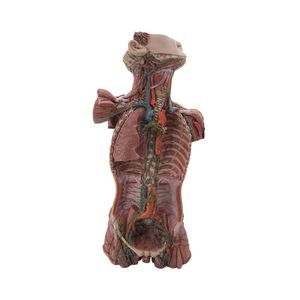 modello anatomico di sistema linfatico 1