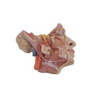 modello anatomico facciale 1