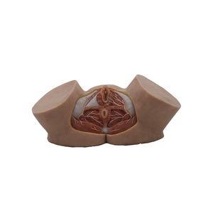 modello anatomico di pelvi 1