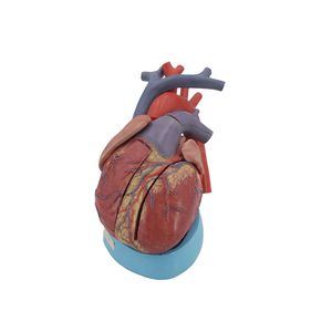 modello anatomico di cuore 1