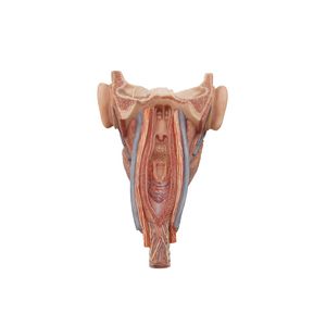 modello anatomico di faringe 1