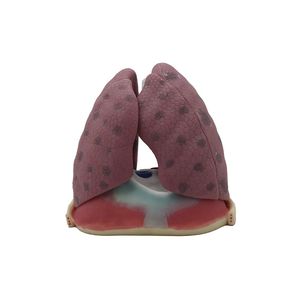 modello anatomico di polmone