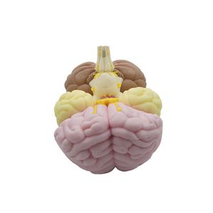modello anatomico di cervello 1