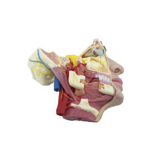 modello anatomico facciale 1