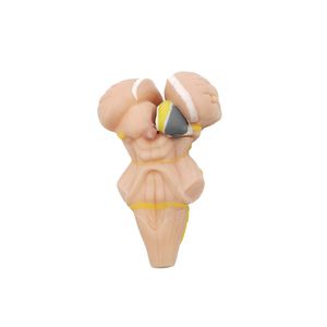 modello anatomico di tronco encefalico