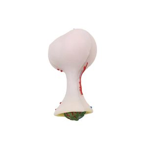 modello anatomico di cervello 1