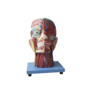 modello anatomico di testa 1