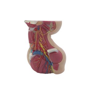modello anatomico di collo 1