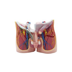 modello anatomico pelvico 1