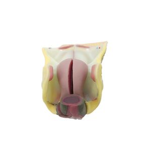 modello anatomico di organi genitali femminili 1