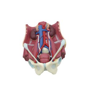 modello anatomico di apparato urinario 1