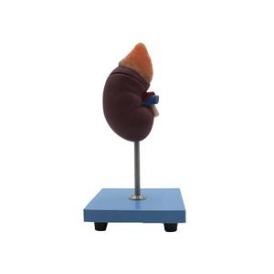 modello anatomico rene 1