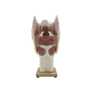 modello anatomico di laringe 1