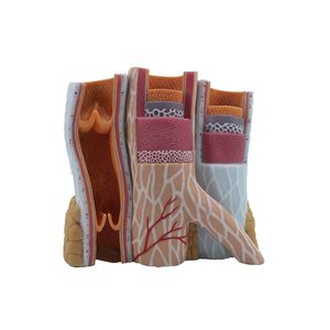 modello anatomico di arteria 1