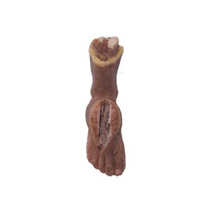 modello anatomico di piede 1