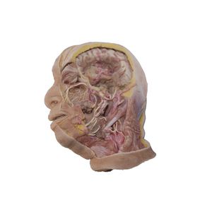 modello anatomico di testa 1