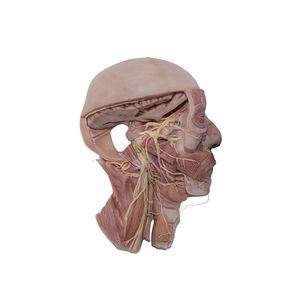 modello anatomico di testa