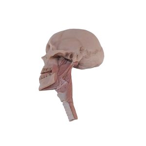 modello anatomico di testa