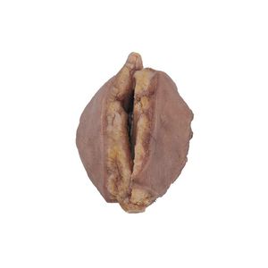 modello anatomico di seno