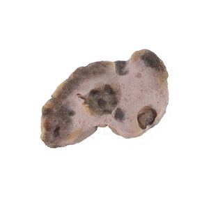 modello anatomico di ovaia