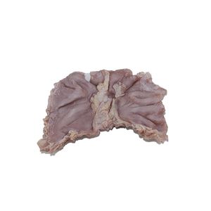 modello anatomico di stomaco