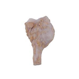 modello anatomico osseo