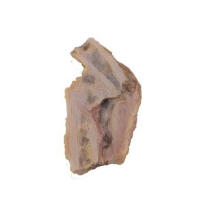 modello anatomico osseo