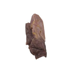 modello anatomico di polmone