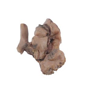 modello anatomico di polmone 1