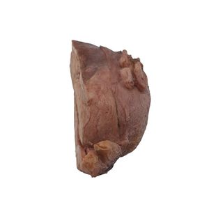 modello anatomico di utero